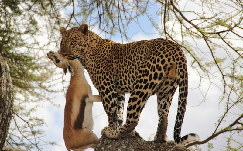 Exciting Activities on a Tanzania Safari