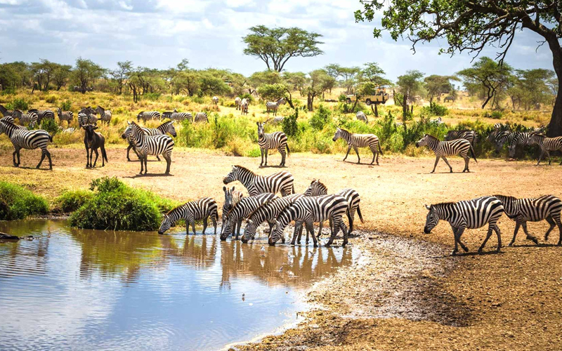 Navigating Tanzania Safari Climate