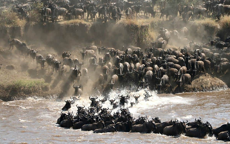 Witness the Spectacle Tanzania Wildlife Migration Season