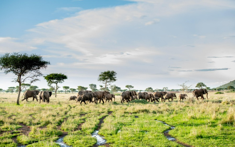 What is the best month for a safari in Tanzania