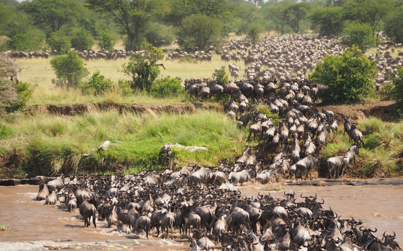 What is the best month for a safari in Tanzania