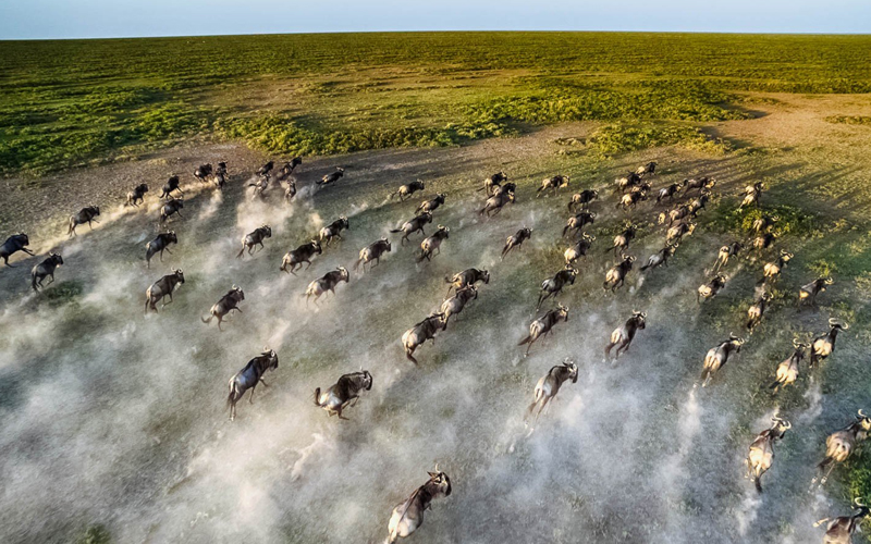 The Great Serengeti Wildebeest Migration in 2025: What to Expect This Year