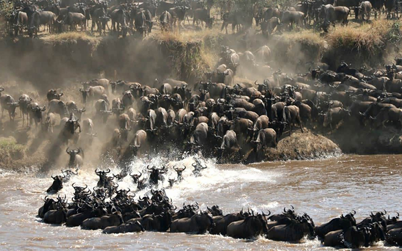 The Great Serengeti Wildebeest Migration in 2025: What to Expect This Year